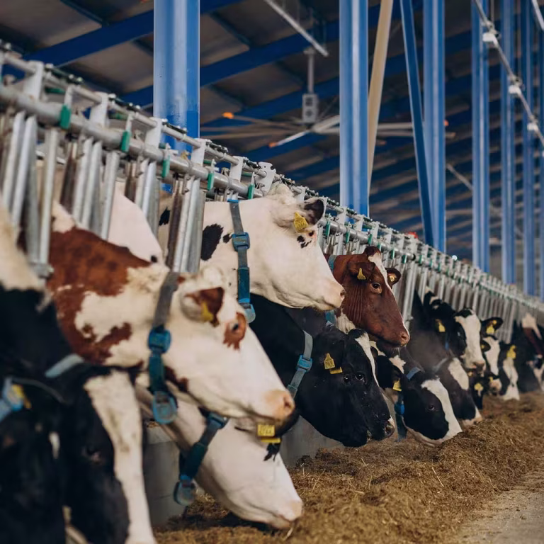 Dairy Farms