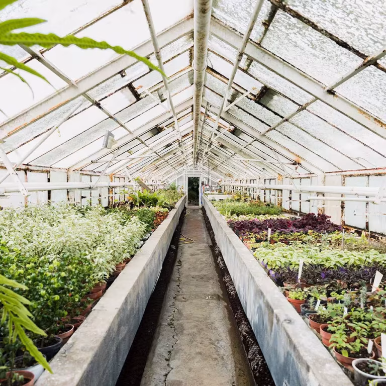 Green House