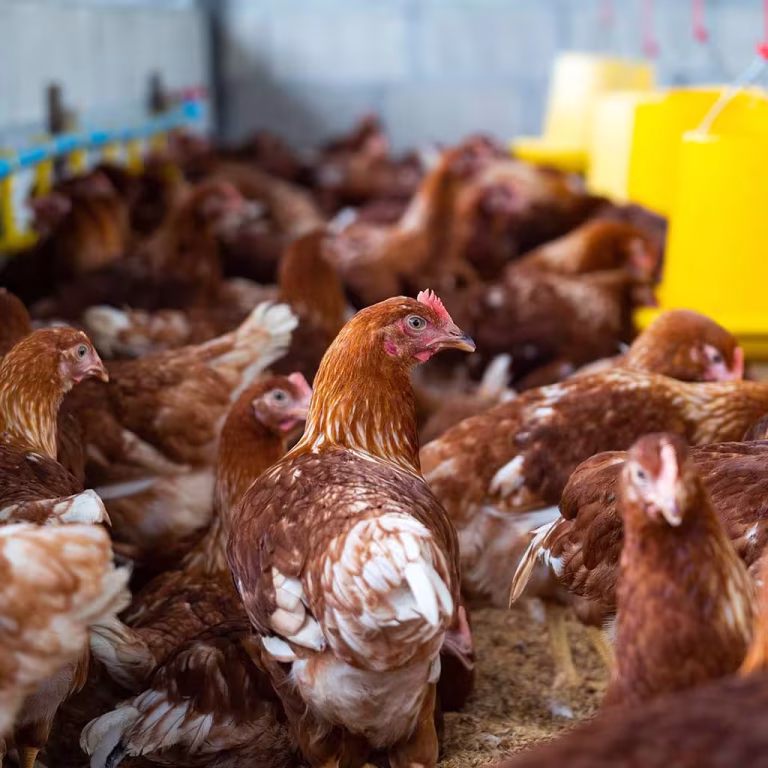 Poultry Farm
